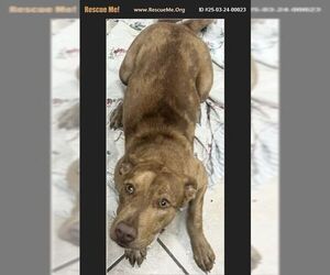 Catahoula Leopard Dog-Labrador Retriever Mix Dogs for adoption in Benton, PA, USA