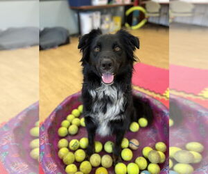 Australian Shepherd Dogs for adoption in Virginia Beach, VA, USA