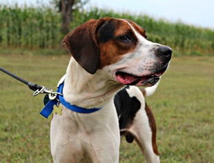 English Foxhound Dogs for adoption in Dillsburg, PA, USA