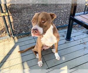 Mutt Dogs for adoption in Orange, CA, USA