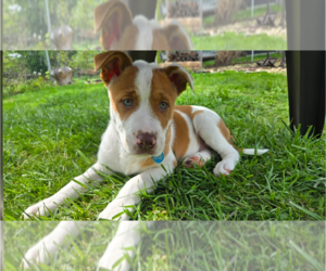 American Pit Bull Terrier-Collie Mix Dogs for adoption in Springdale, PA, USA