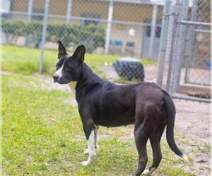 Borador Dogs for adoption in Gainesville, FL, USA