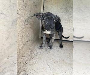 Mutt Dogs for adoption in Oklahoma City, OK, USA