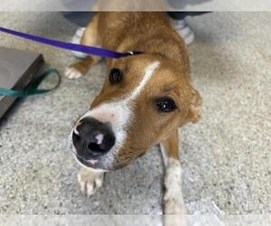 German Shepherd Dog-Unknown Mix Dogs for adoption in Visalia, CA, USA
