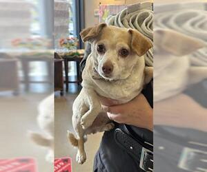 Chihuahua-Unknown Mix Dogs for adoption in Upland, CA, USA