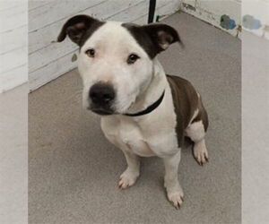 Mutt Dogs for adoption in San Bernardino, CA, USA