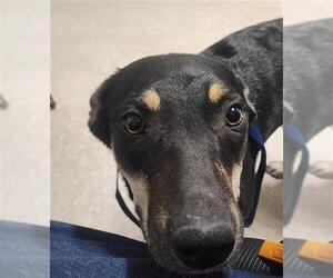 Australian Kelpie-Unknown Mix Dogs for adoption in Bakersfield, CA, USA