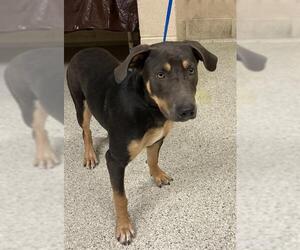 American Pit Bull Terrier-Unknown Mix Dogs for adoption in Conroe, TX, USA