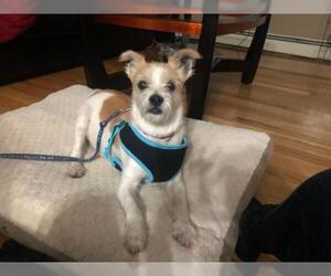 Jack Russell Terrier-Unknown Mix Dogs for adoption in Pawtucket, RI, USA