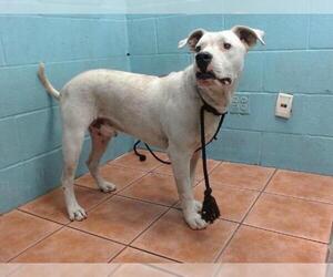 American Pit Bull Terrier Dogs for adoption in Downey, CA, USA