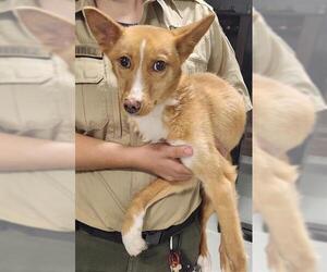 Border Collie-Unknown Mix Dogs for adoption in Temple, TX, USA