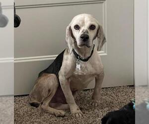 Beagle Dogs for adoption in Boise, ID, USA