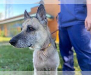 German Shepherd Dog Dogs for adoption in Millersville, MD, USA
