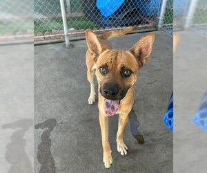 Australian Kelpie-Unknown Mix Dogs for adoption in Chula Vista, CA, USA