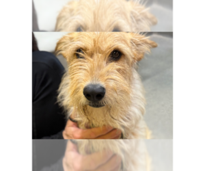 Mutt Dogs for adoption in Greenbelt, MD, USA