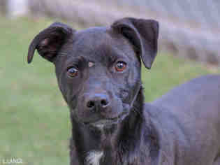 Italian Greyhound Dogs for adoption in Ojai, CA, USA