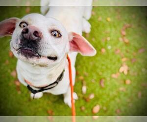 Labrador Retriever-Unknown Mix Dogs for adoption in Orlando, FL, USA