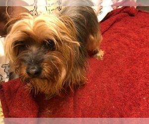 Silky Terrier Dogs for adoption in Forestville, MD, USA