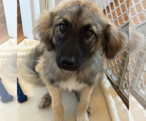 Great Pyrenees-Unknown Mix Dogs for adoption in Brooklyn, NY, USA