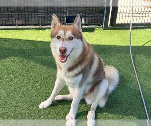 Siberian Husky Dogs for adoption in Orange, CA, USA