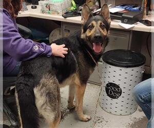 German Shepherd Dog Dogs for adoption in Stockton, CA, USA