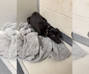American Pit Bull Terrier Dogs for adoption in Glen Allen, VA, USA