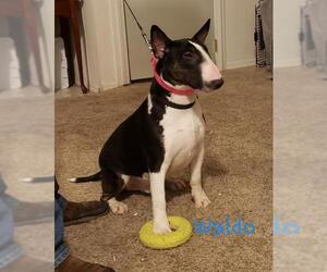 Bull Terrier Dogs for adoption in Anchorage, AK, USA