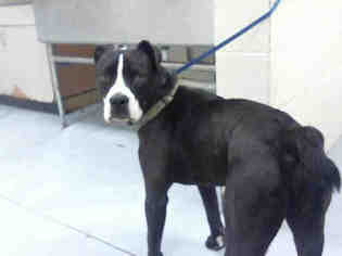 Bullboxer Pit Dogs for adoption in Conroe, TX, USA