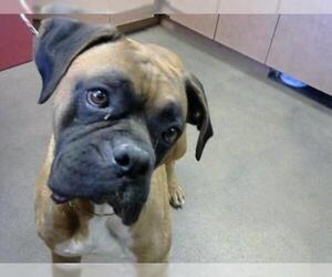 Boxer Dogs for adoption in Sacramento, CA, USA
