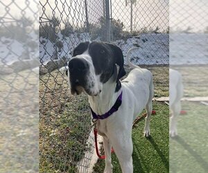 Great Dane Dogs for adoption in Fruit Heights, UT, USA
