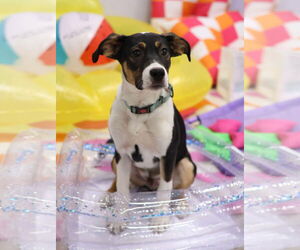 Mutt Dogs for adoption in Mount Laurel, NJ, USA