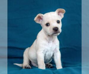 Chug Dogs for adoption in San Diego, CA, USA