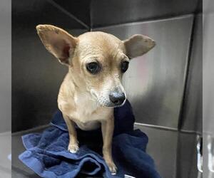 Chihuahua Dogs for adoption in Pasadena, CA, USA