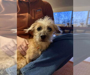 Mutt Dogs for adoption in Anchorage, AK, USA