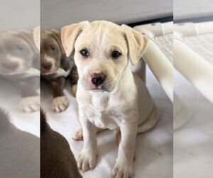 Labrador Retriever-Unknown Mix Dogs for adoption in Bolivar, MO, USA