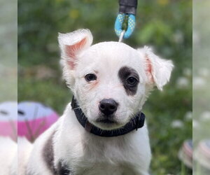 Labrador Retriever Dogs for adoption in Yardley, PA, USA
