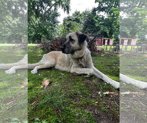 Anatolian Shepherd Dogs for adoption in Jackson, NJ, USA