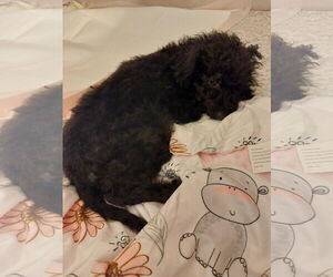 Miniature Schnauzer-Poodle (Miniature) Mix Dogs for adoption in Sanford, FL, USA