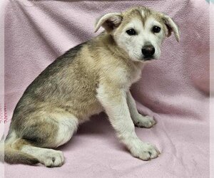 Huskies -Unknown Mix Dogs for adoption in Santa Clarita, CA, USA