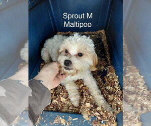 Medium Photo #2 Maltipoo (Miniature) Puppy For Sale in Studio City, CA, USA