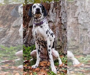 Dalmatian Dogs for adoption in Walnutport, PA, USA