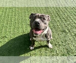 American Pit Bull Terrier-Unknown Mix Dogs for adoption in Pasadena, CA, USA