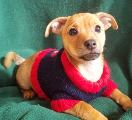 Small Miniature Pinscher Mix