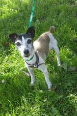 Jack Russell Terrier Dogs for adoption in East Brunswick, NJ, USA
