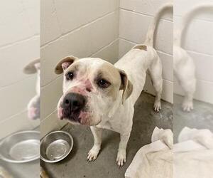 American Bulldog-Unknown Mix Dogs for adoption in Rosenberg, TX, USA