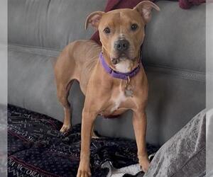 American Pit Bull Terrier Dogs for adoption in Denver, CO, USA