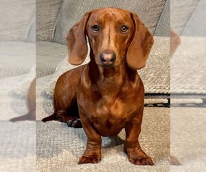 Dachshund Dogs for adoption in Los Angeles, CA, USA