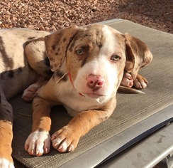 Catahoula Leopard Dog-Unknown Mix Dogs for adoption in Las Vegas, NV, USA