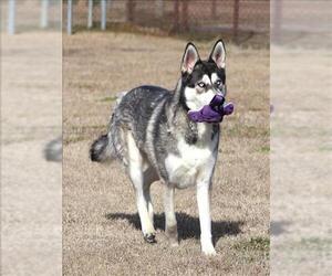 Siberian Husky Dogs for adoption in Grovetown, GA, USA