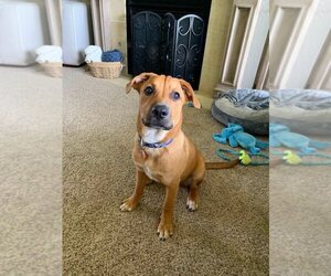 Labrador Retriever-Unknown Mix Dogs for adoption in Newcastle, OK, USA